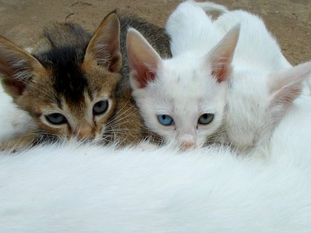 Ketahui Sebab Kenapa Kucing Suka Mengurut Verst Haimeow