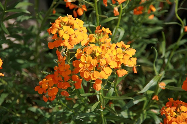 Free Flower Nature photo and picture