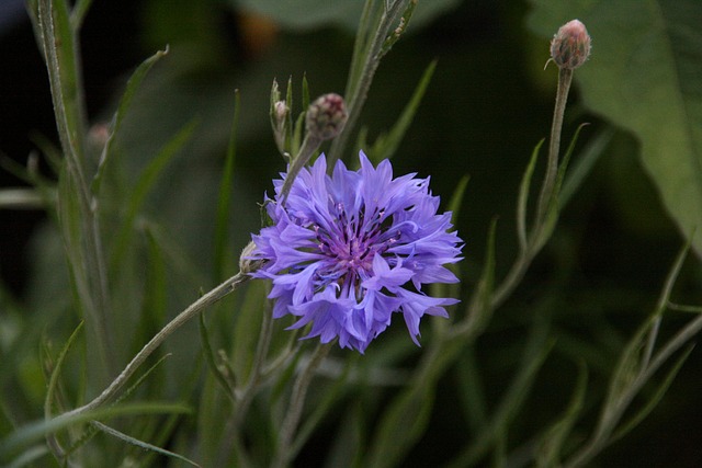 Free Cornflower Blue photo and picture