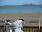 tern, balz, bird