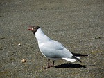 tern, mating call, bird