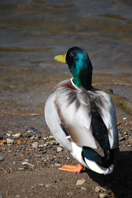 Free Duck Drake photo and picture