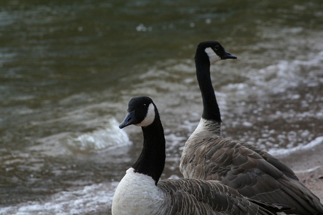Free Branta Canadensis Canada Goose photo and picture