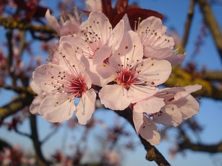 Free Flower Beautiful Flowers photo and picture