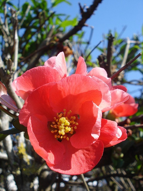 Free Flower Nature photo and picture