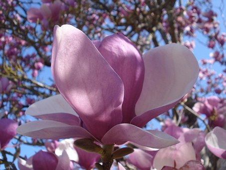 Free Flower Nature photo and picture