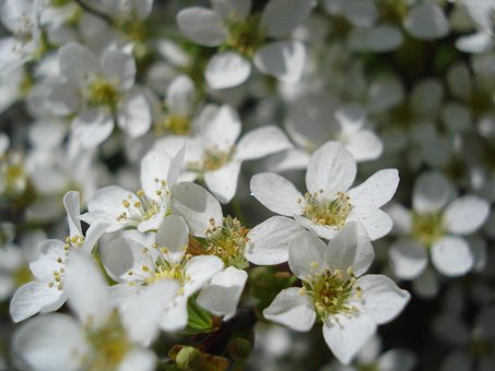 Free Flower Flowering photo and picture