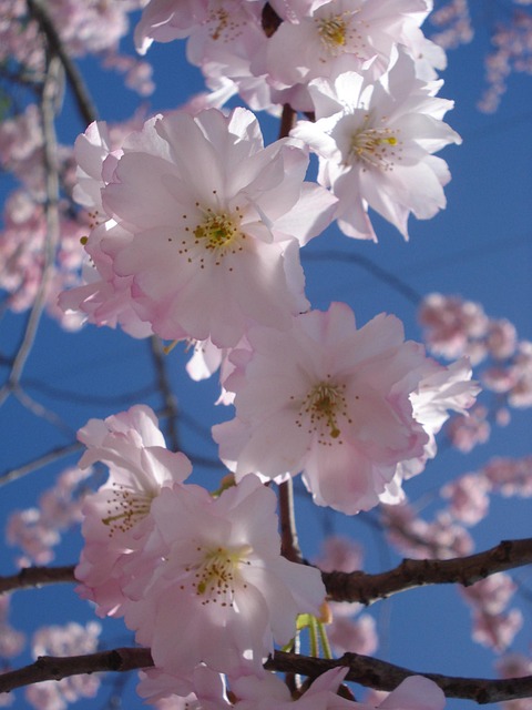 Free Flower Flowering photo and picture