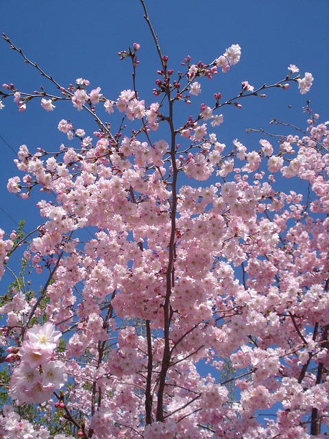 Free Flower Nature photo and picture