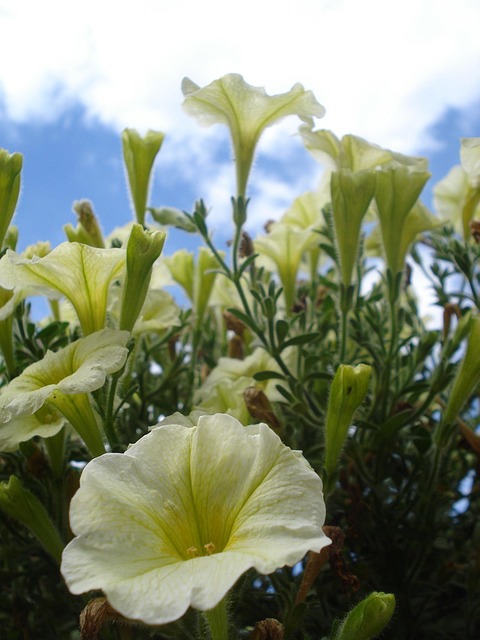 Free Flower Flower Background photo and picture
