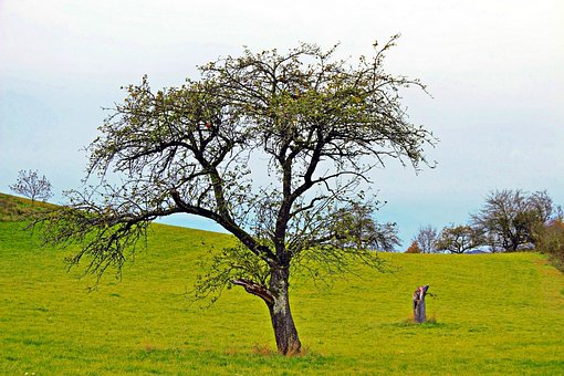Free Tree Nature photo and picture