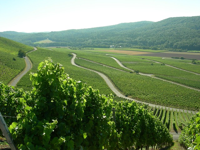 Free Landscape Vineyard photo and picture