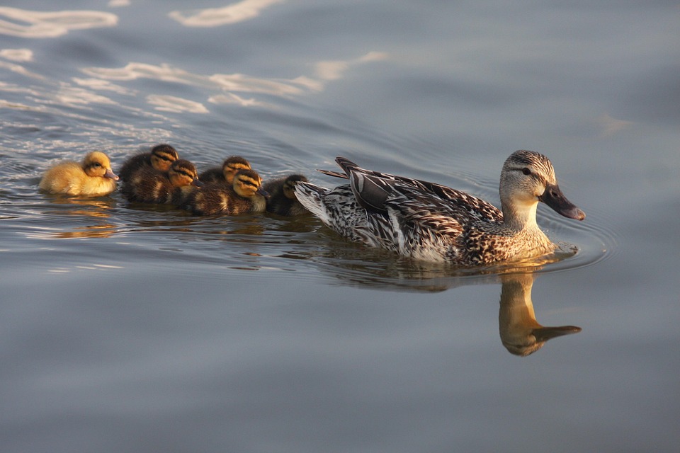 Canard Canetons B b s Photo Gratuite Sur Pixabay Pixabay Canard Canetons B b s Photo Gratuite Sur Pixabay Pixabay