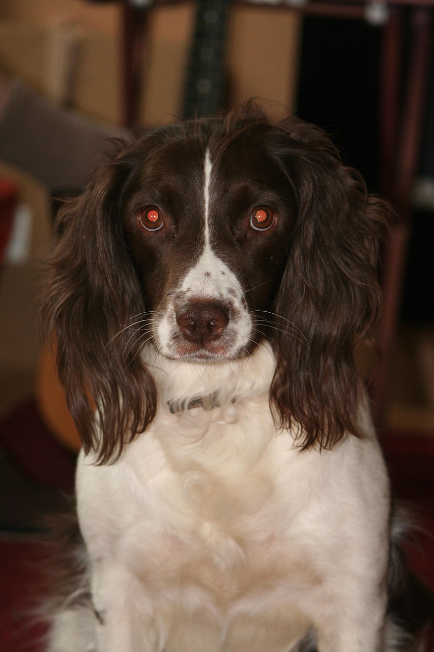英语史宾格犬 狗 宠物 - Pixabay上的免费照片 - Pixabay