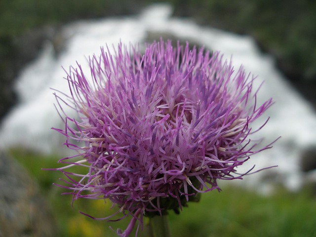 Free Flower Blossom photo and picture