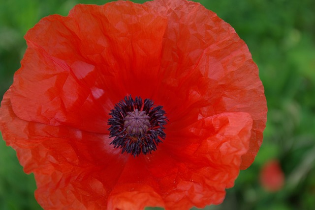 Free Poppy Flower Wallpaper photo and picture