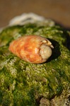 shell, bailer, sea