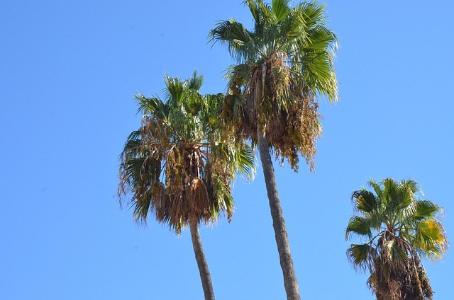 Free Palm Tree Sky photo and picture