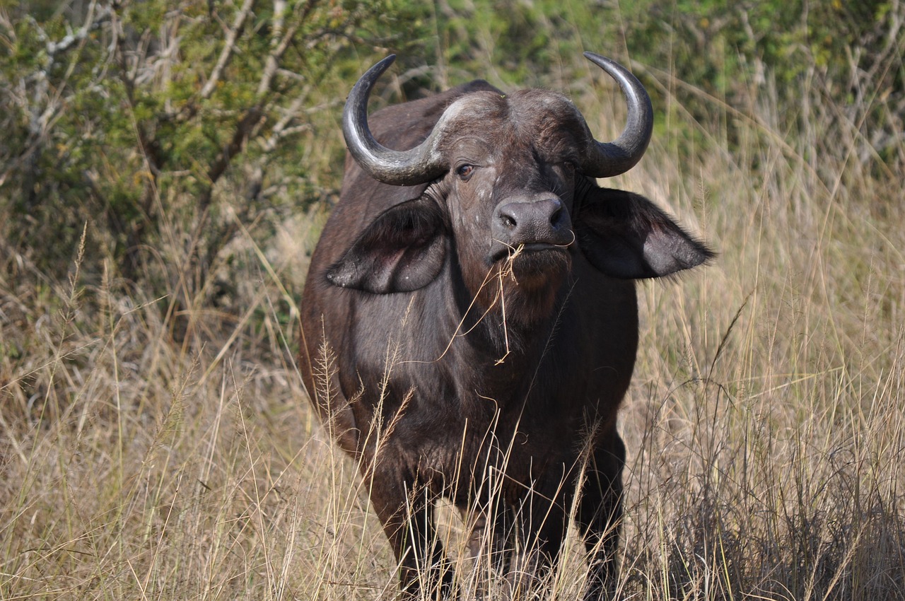 Dél-Afrika Tájkép Nature - Ingyenes fotó a Pixabay-en - Pixabay