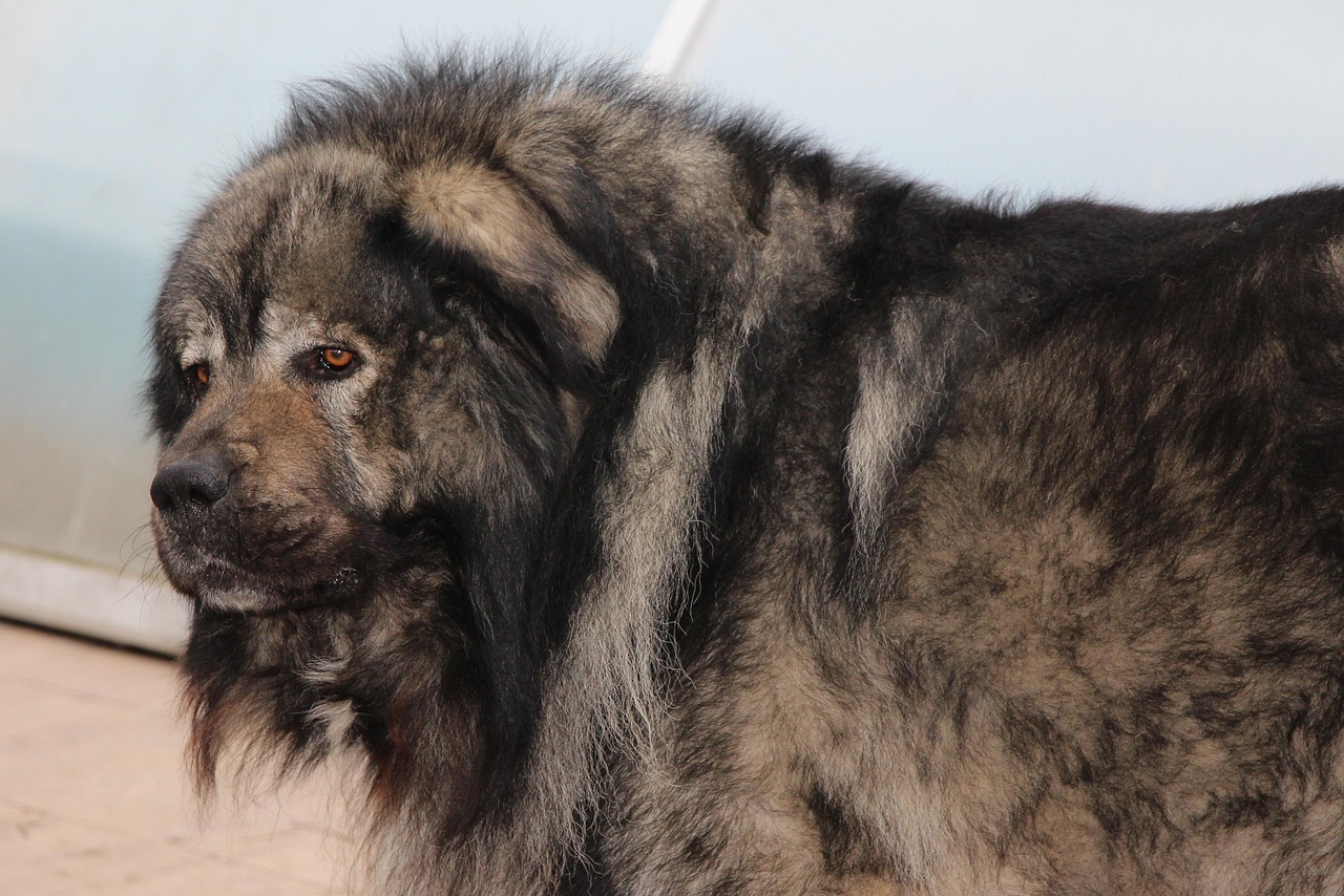 Escalier Pour Chien Fait Maison