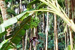 banana green, india, plantain