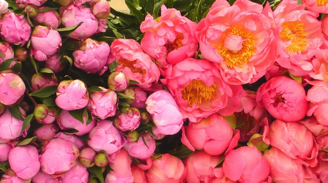 Free Roses Flower Background photo and picture