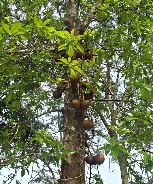 Canon Ball Baum, Baum, Flora, Obst