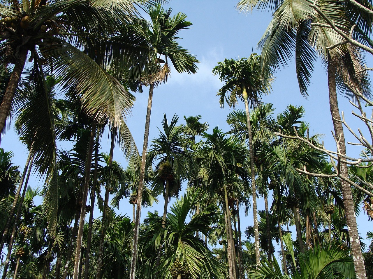 Arecanut Orchard Plantation - Free photo on Pixabay - Pixabay