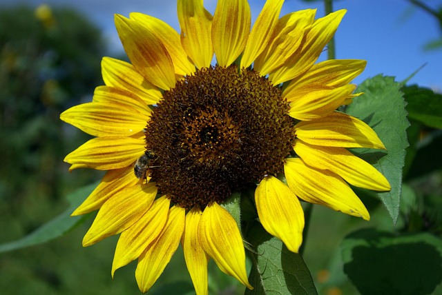 Free Sunflower Nature photo and picture