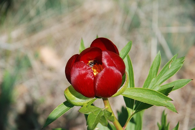 Free Peony Flower Wallpaper photo and picture