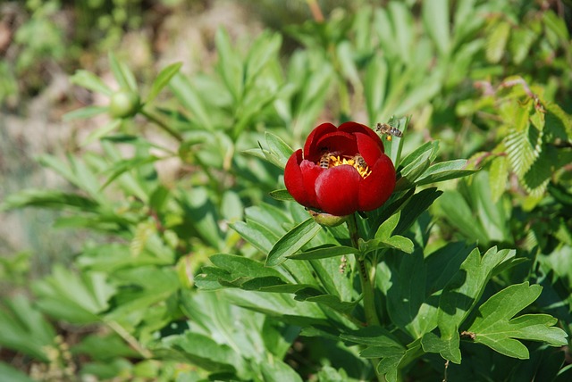 Peônia, Flor, Fundo Flor, Natureza