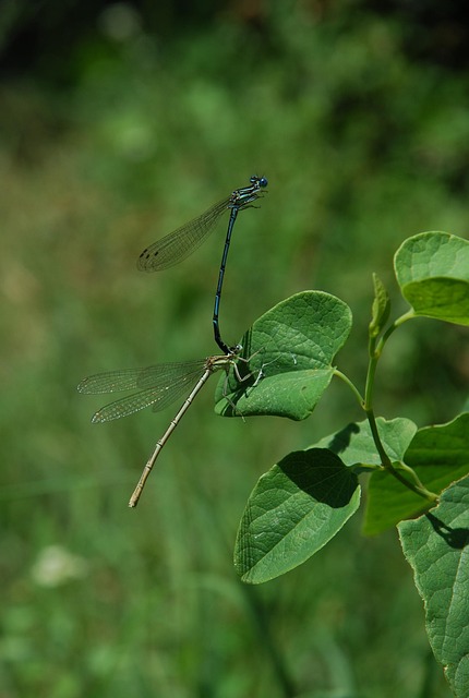 Free Dragonfly Green photo and picture