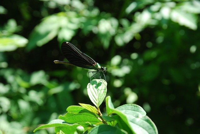 Free Dragonfly Green photo and picture