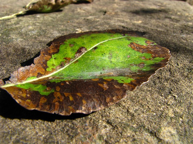 Free Leaf Autumn photo and picture