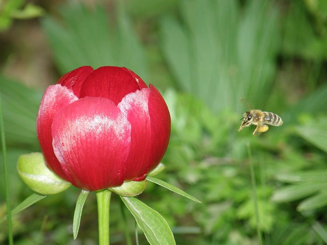 Free Bee Flower photo and picture