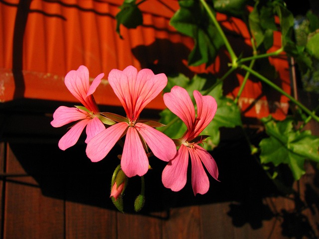Free Flower Floral photo and picture