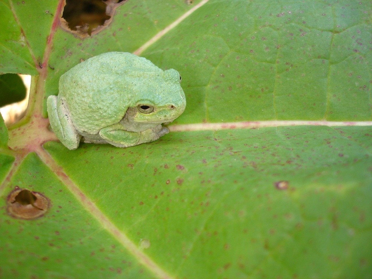 Green Frog Camouflage - Free photo on Pixabay - Pixabay