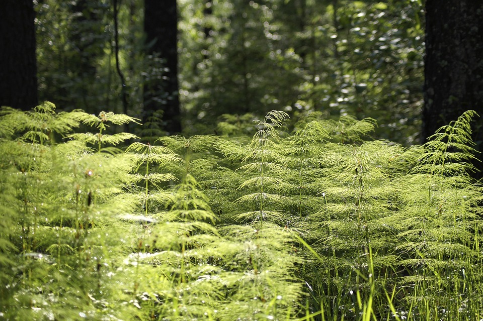 An Overview on the Ecological Effects Due to Global Warming