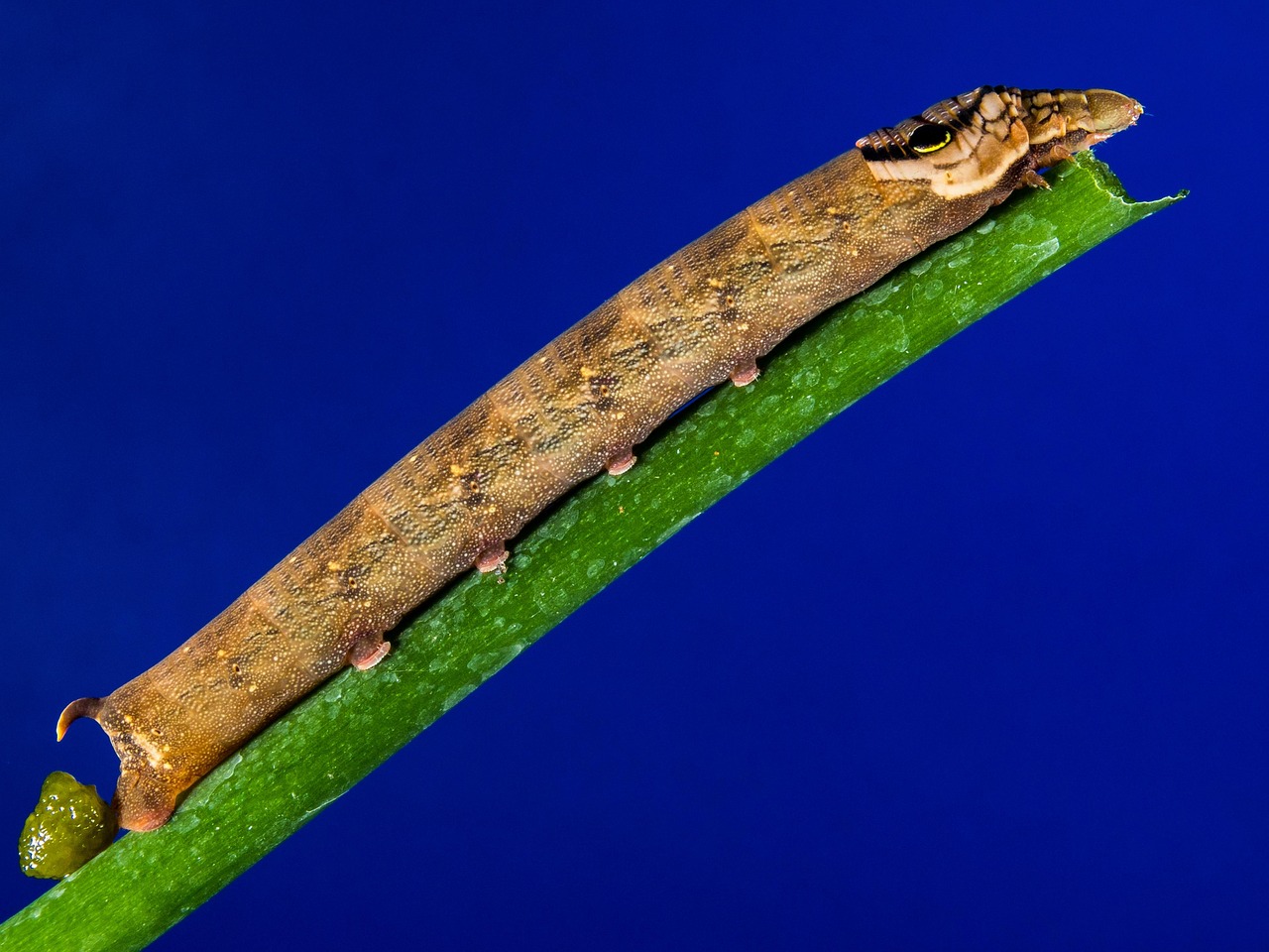 caterpillar, brown, how a bough, close up, caterpillar, caterpillar, caterpillar, caterpillar, caterpillar