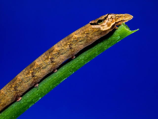 Free Caterpillar Brown photo and picture