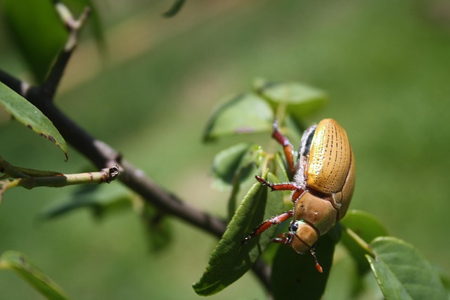 Free Beetle Wildlife photo and picture