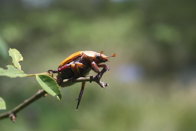 Free Beetle Wildlife photo and picture