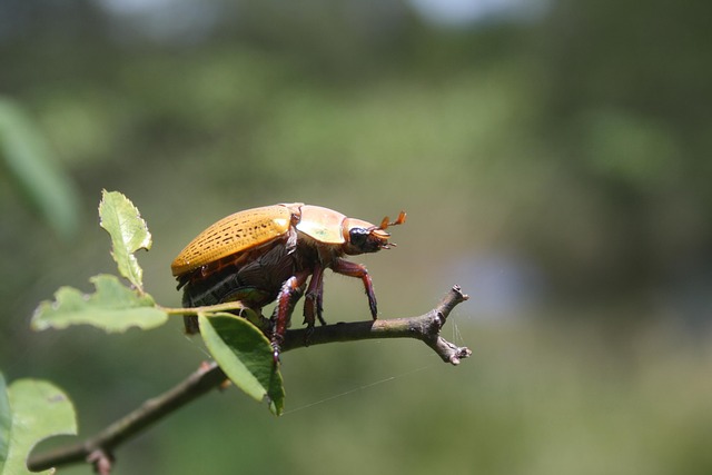 Free Insect Beetle photo and picture