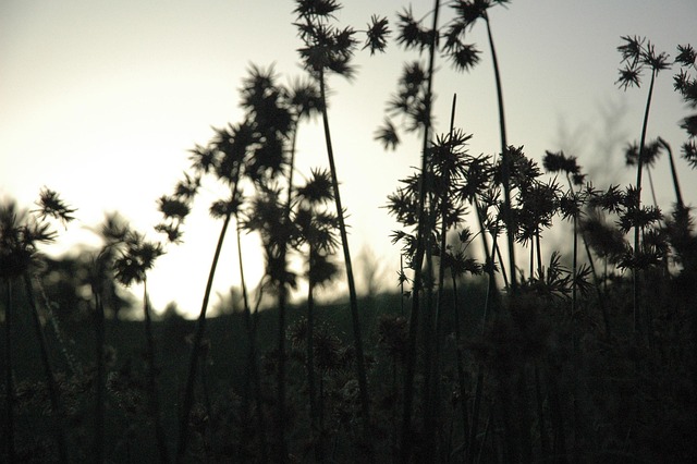 Planter, Silhuetter, Mørk, Flora