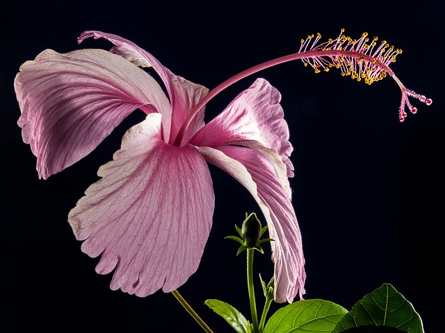 Free Hibiscus Blossom photo and picture