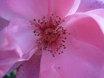 flower, rose, bloom