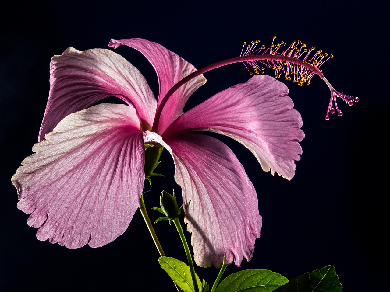 4,000+ Free Hibiscus & Nature Images - Pixabay