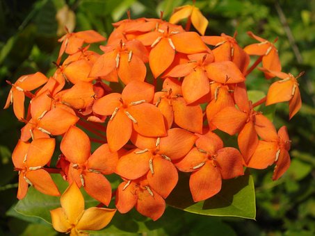 Free Flower Orange photo and picture