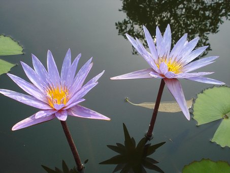 Free Lotus Flower Wallpaper photo and picture