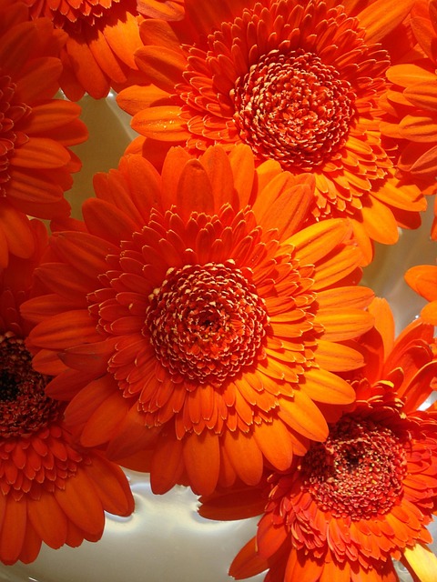 Free Orange Flower photo and picture